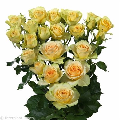 Роза кустовая Бондолеро 50 см Кения (пачка 10 веток) 3578 фото