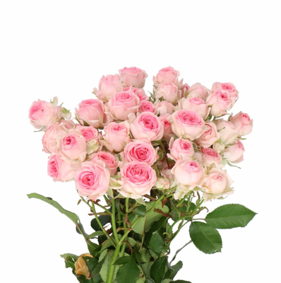 Роза кустовая Кейт-Лин 40 см Голландия (пачка 10 шт) 3580 фото