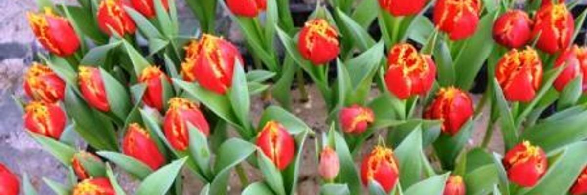 Тюльпани оптом на 8 березня фото