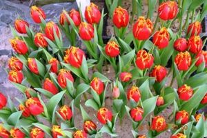 Тюльпаны оптом на 8 марта фото