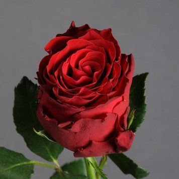 Роза Родос 60 см Кения 4522 фото