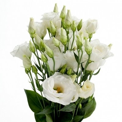 Эустома Розита Вайт Голландия 5+ цветков (пачка 10 веток) 5313 фото