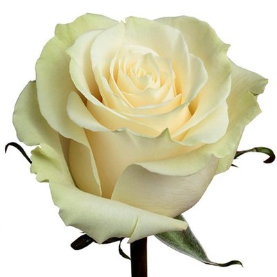 Роза Мондиаль 60 см Эквадор (пачка 25 штук) 3112 фото