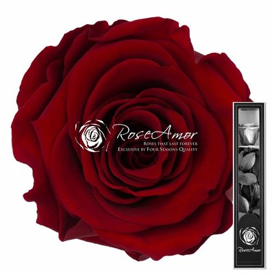 Стабилизированная красная роза в коробке высота 70 см 3159 фото