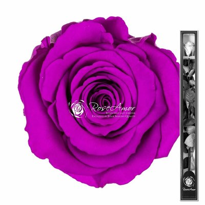 Стабилизированная пурпурная роза в коробке 70 см 3160 фото