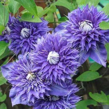 Клематис МультиБлю Clematis patens Multi Blue Clematis 'Multi Blue' +light label 5605 фото