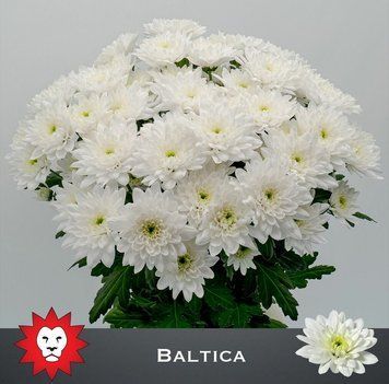 Хризантема Балтика 100 гр 70 см Голландия 2977 фото