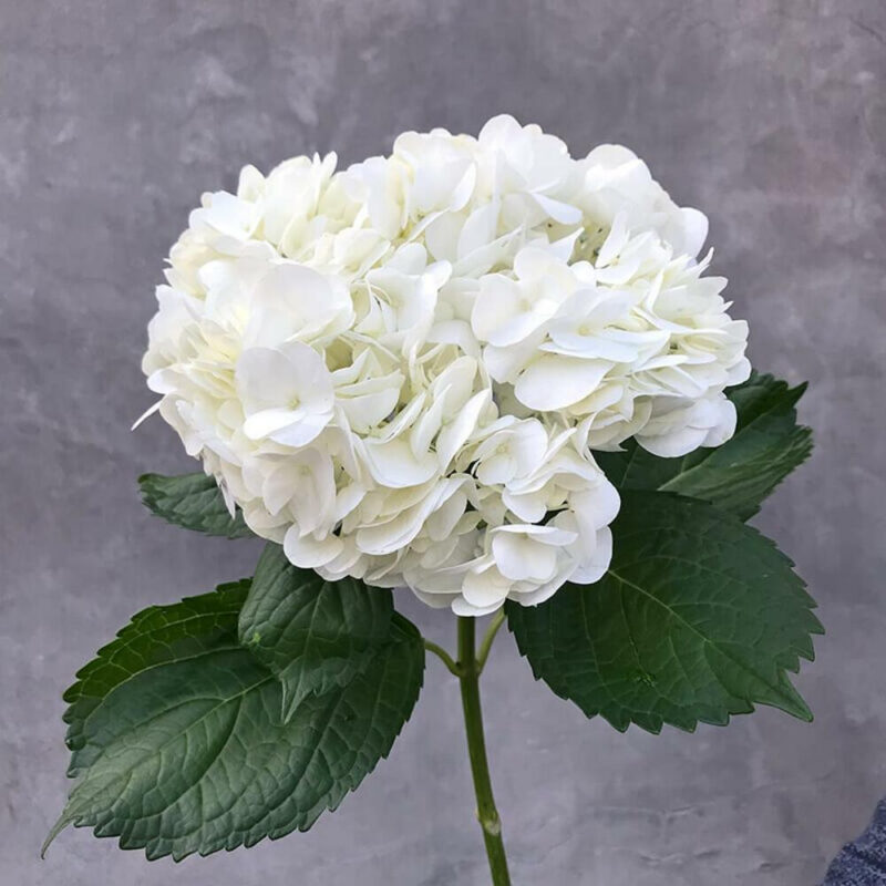 Гортензия White Jumbo S&J Колумбия