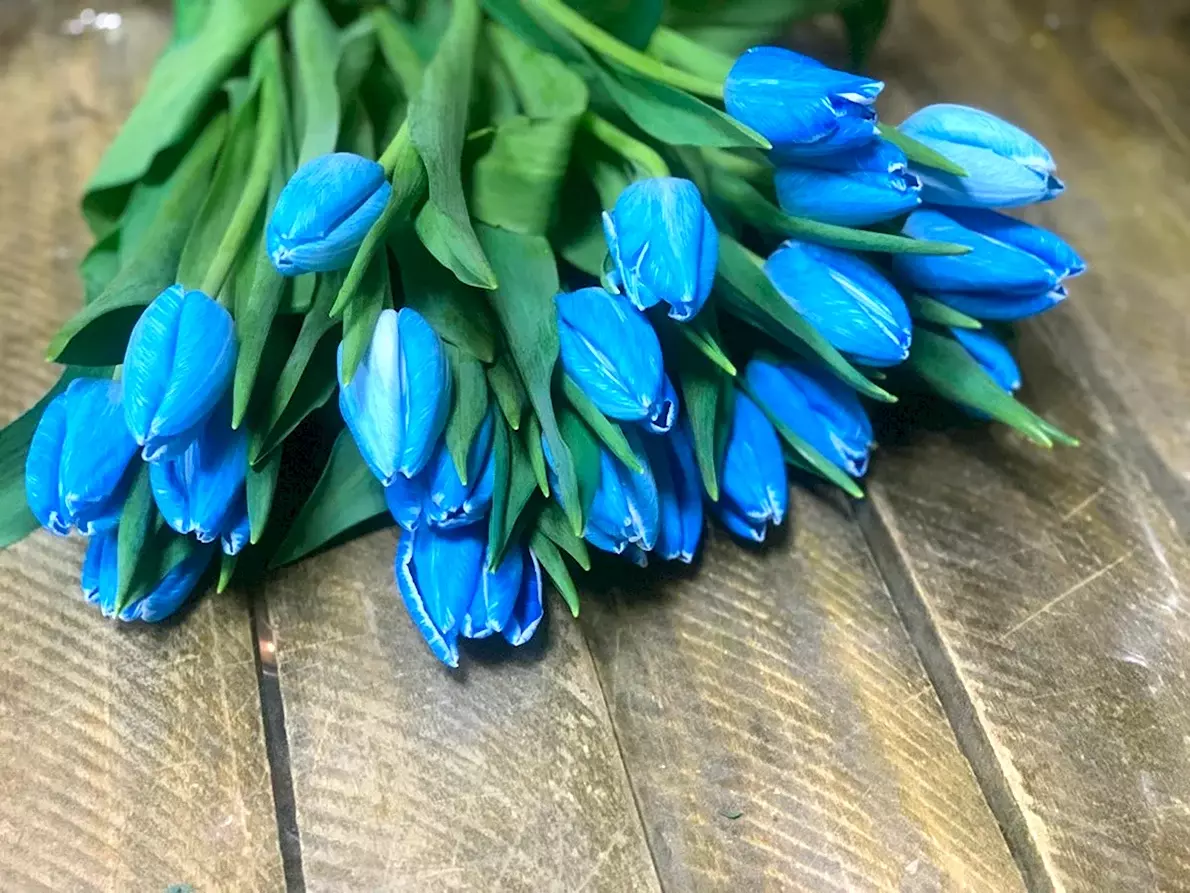 Тюльпан голубой Голландия
