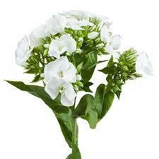 Флокс Вайт Кап Голландия 50см