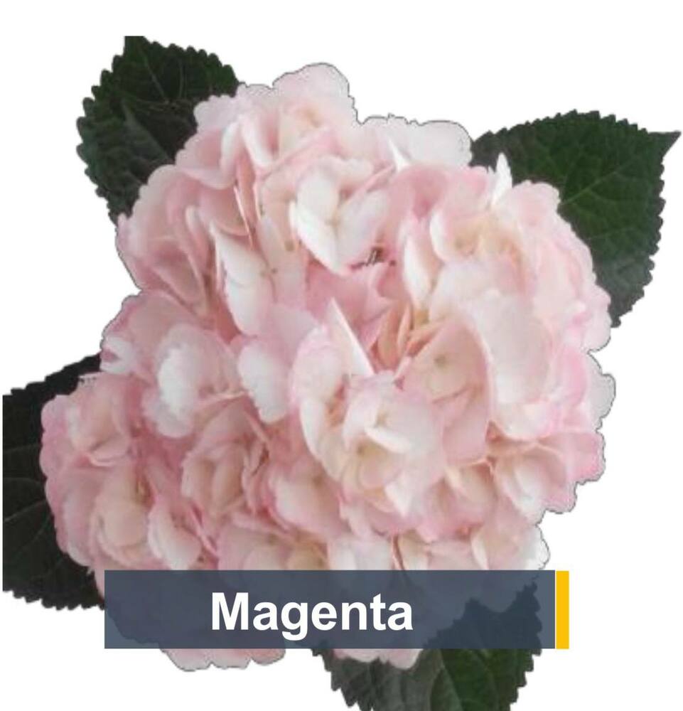 Гортензия Magenta Jumbo S&J Колумбия