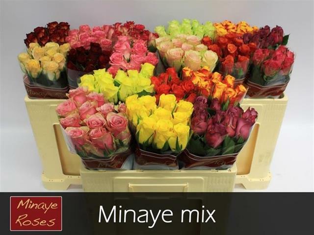 Роза Микс Голландия 70 см (пачка 10 штук)