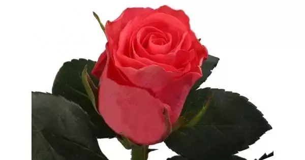 Роза таказзи 80 см Кения