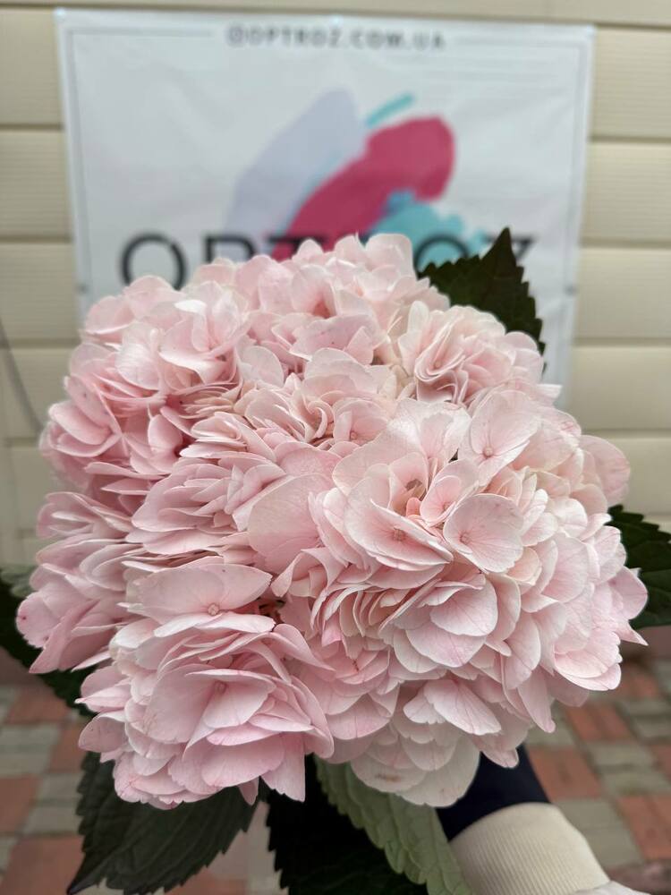 Гортензия Verena pink Premium Колумбия