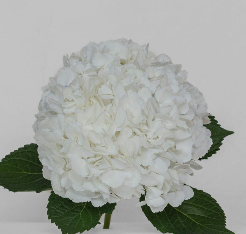 Гортензия White Premium Колумбия