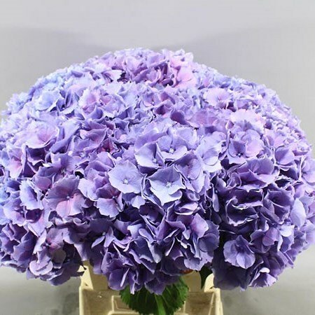 Гортензия Казанова 50 см Голландия (1 шт)