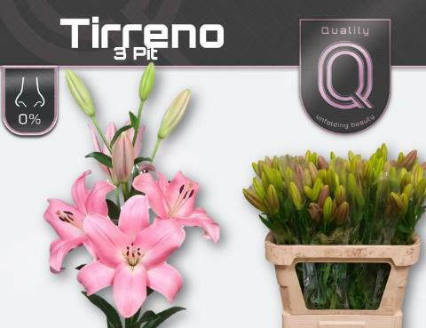 Лилия Тиррено 90 см Голлания (пачка 10 веток)