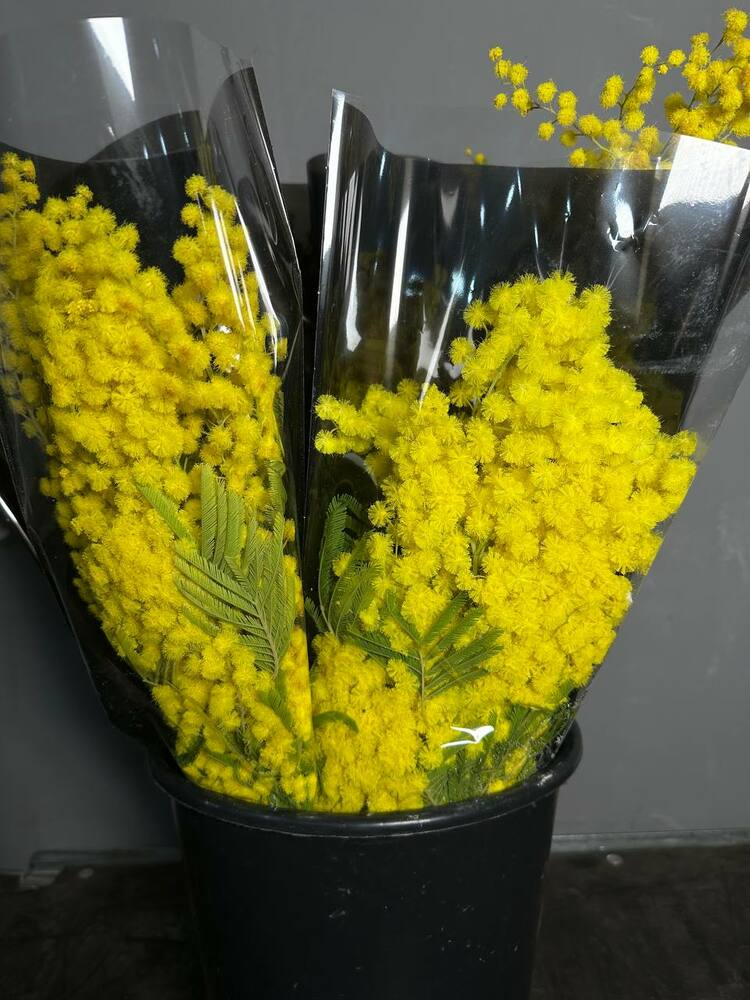 Мимоза Италия 200 гр 60 см Банч