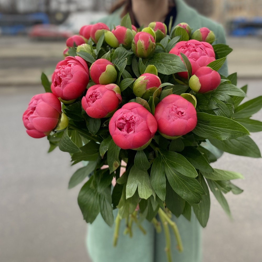 Пион Коралл Сансет 60 см Голландия