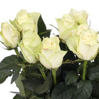 Роза Атена 50 см Голландия