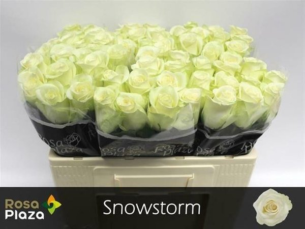Роза Сноушторм 80 см Кения