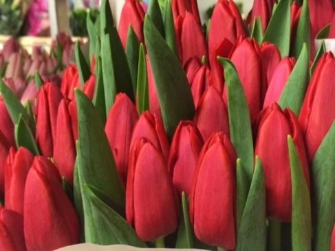 Тюльпан Стронг Фаер 40см Украина