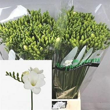 Фрезия Корветт Голландия (пачка 50 веток)