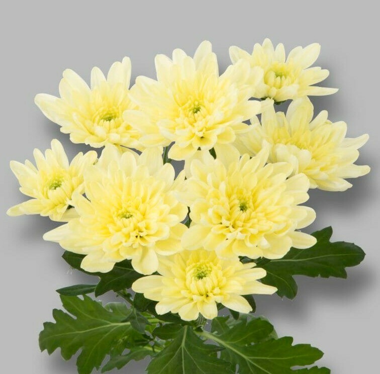 Хризантема Балтика крем 100 гр 70см крем Голландия