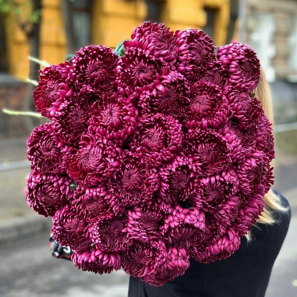 Хризантема Бигуди Перпл Голландия