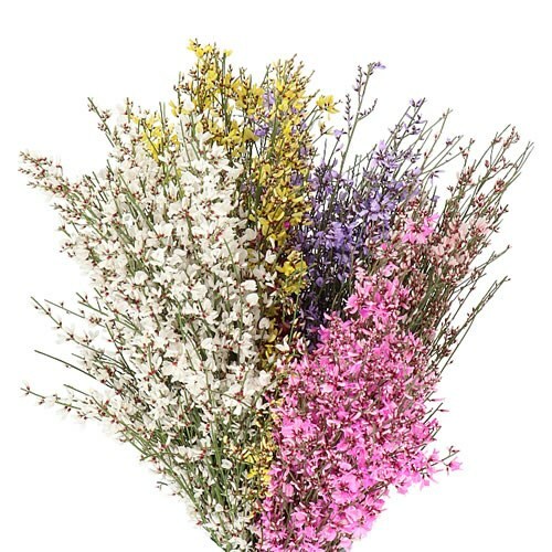 Гениста Микс 65см Голландия (банч)
