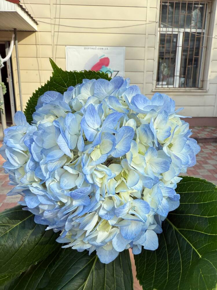 Гортензия Blue Bogotana Premium Колумбия 20 cm