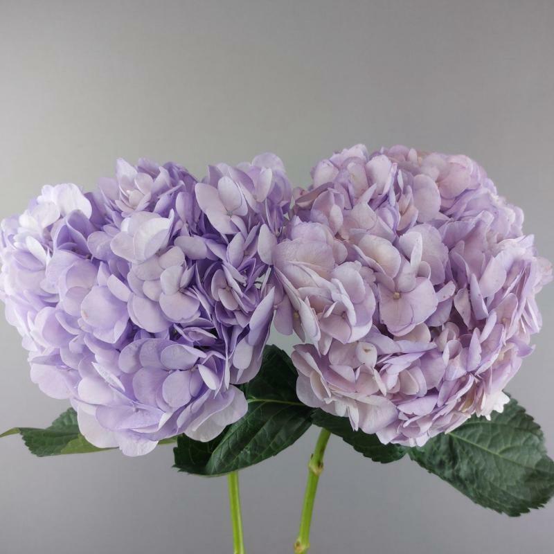 Гортензия Lavander Jumbo Tinted 25+см Колумбия S&J