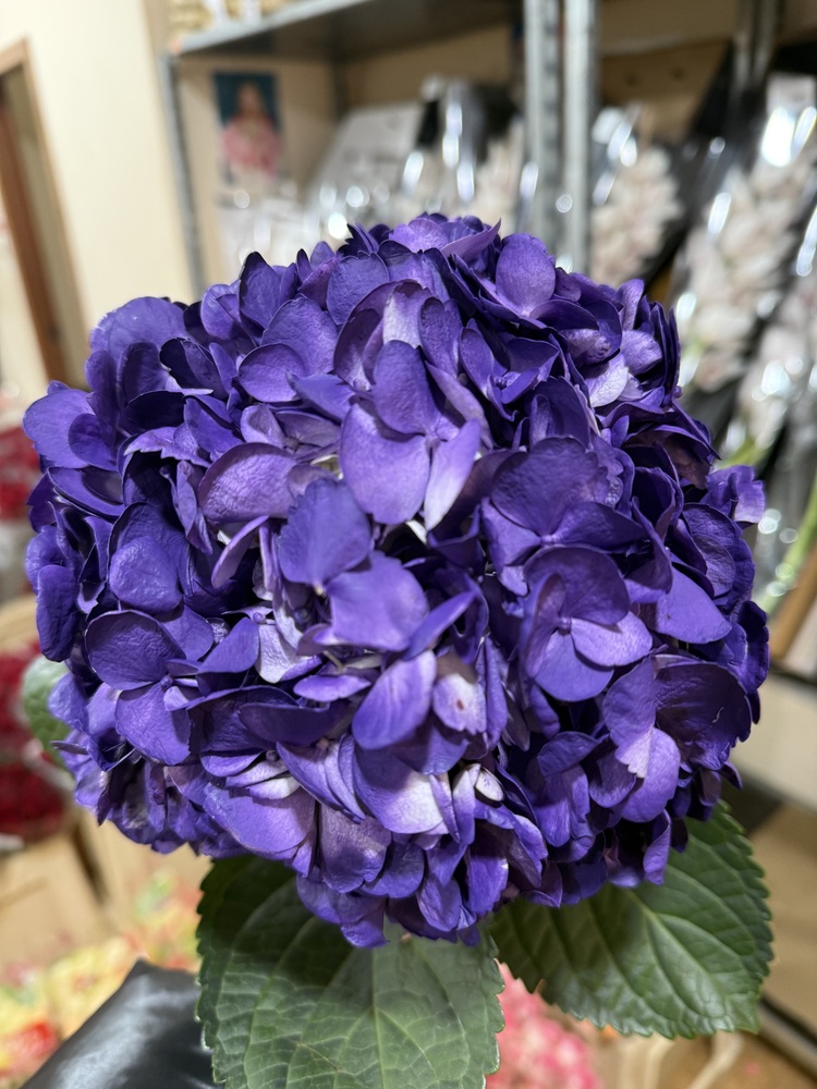 Гортензия Purple Jumbo Колумбия 25+cm