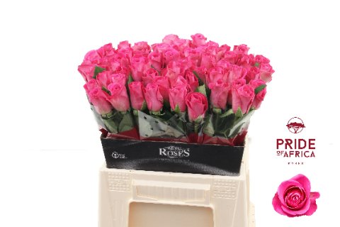 Роза H3O Кения 60 см