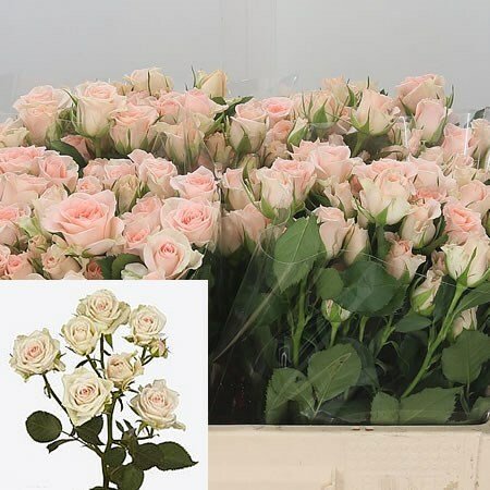 Роза кустовая Никита 60 см Кения (10 шт пачка)