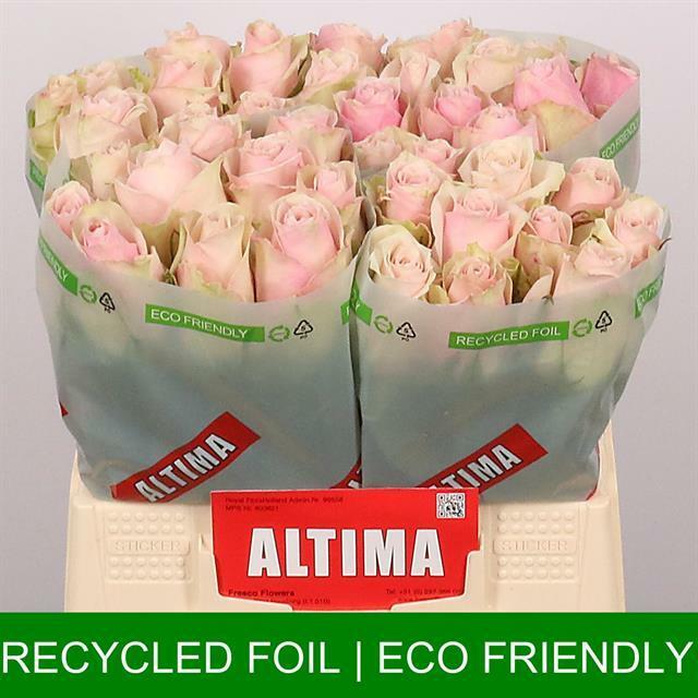 Роза Пинк Атена 50 см Кения