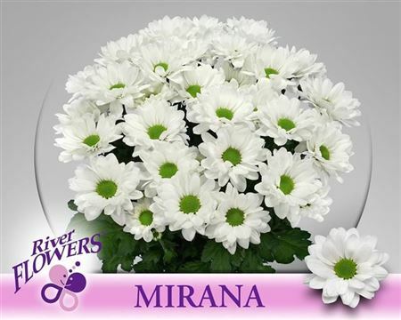 Хризантема Мирана 90 гр Голландия
