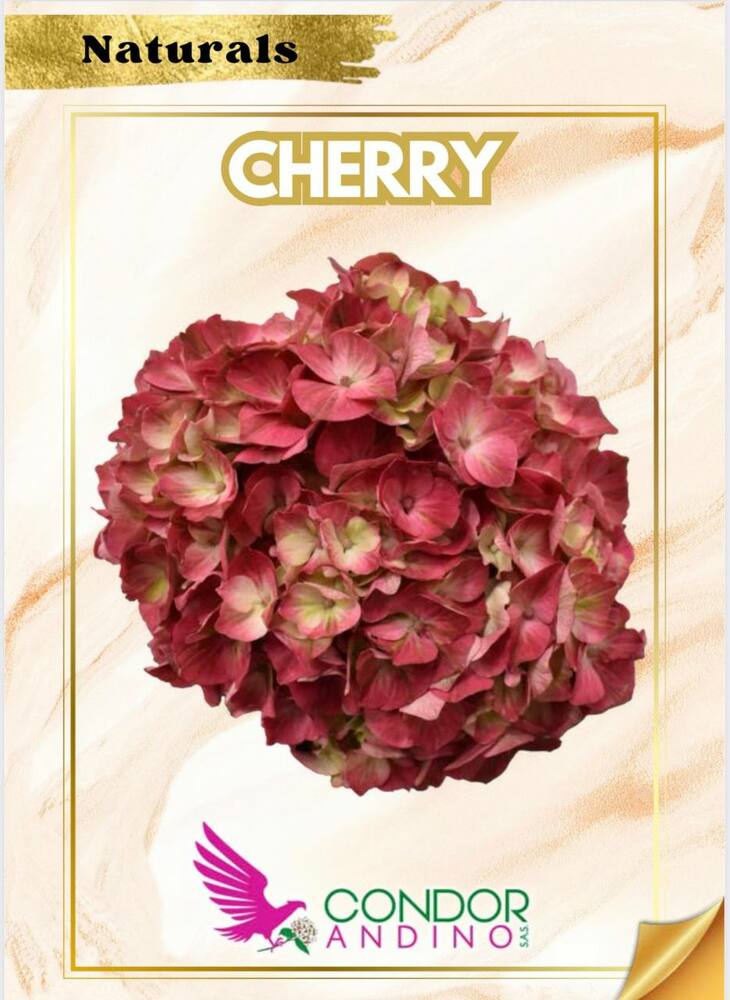 Гортензия SCherry Колумбия Jumbo