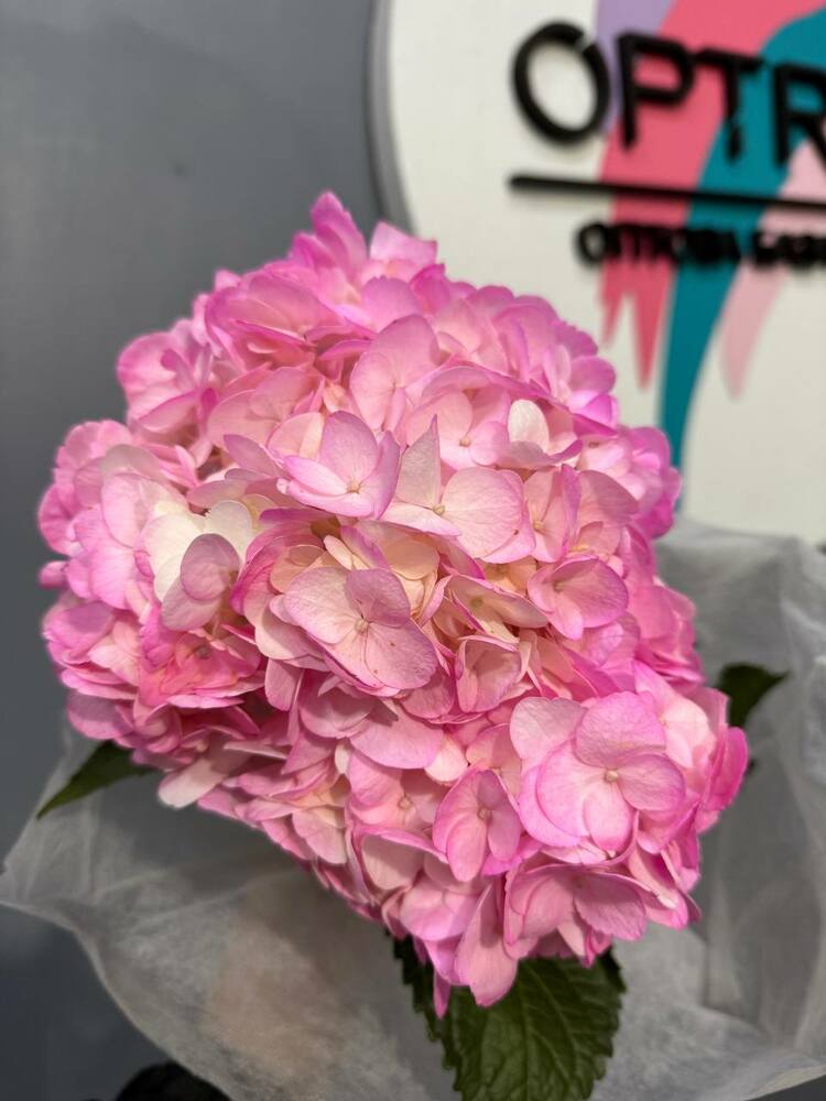 Гортензия Pink Jumbo Farm Direct шапка 25смКолумбия