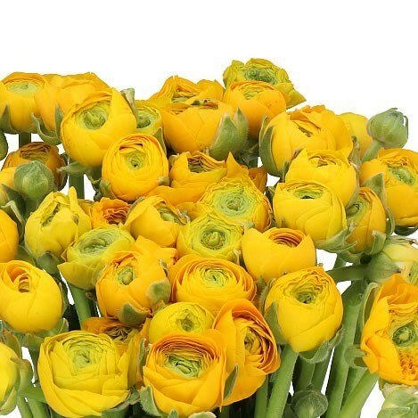 Ранункулюс Элеганс Йеллоу (пачка 25 шт)