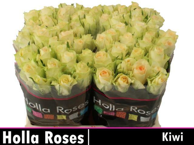 Роза Киви 40 см Кения (пачка 10 шт)