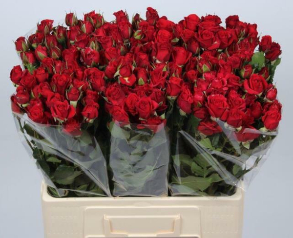 роза кустовая Мирабель 60 см Кения