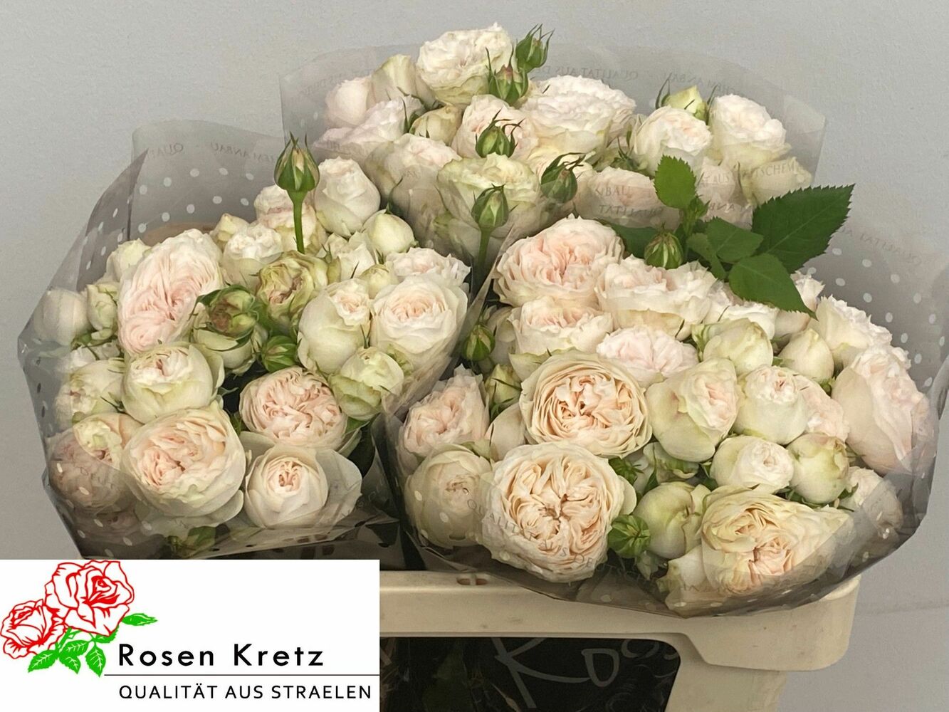 Роза кустовая Роял Веддинг 40 см Кения (пачка 10 шт)