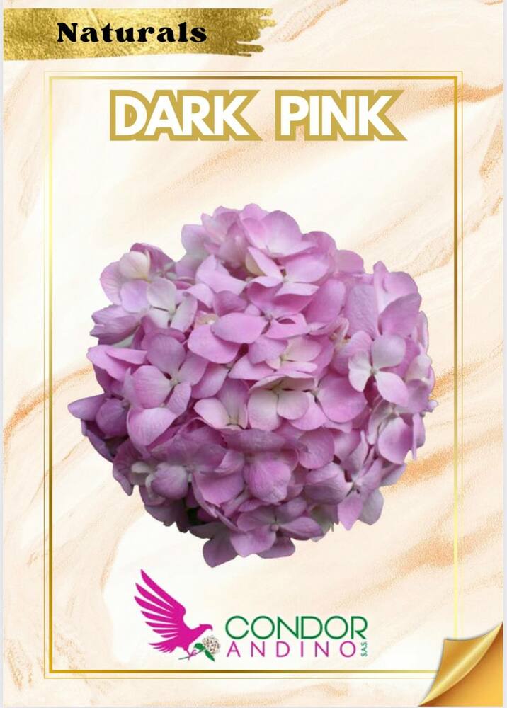 Гортензия Dark Pink Колумбия jumbo 25+cm - 2000000021607