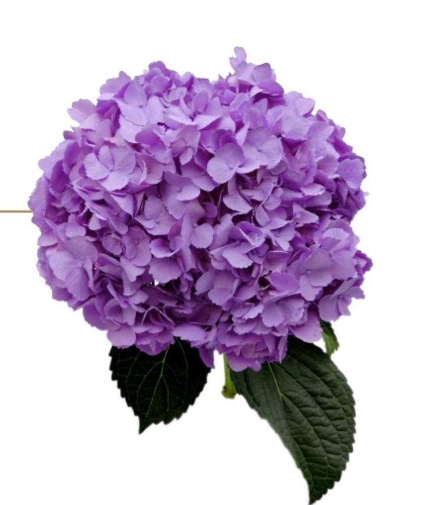 Гортензия Lavander Jumbo 25+см Колумбия