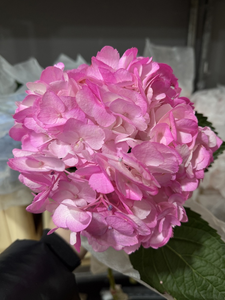 Гортензия Pink Jumbo Condor шапка 25см Колумбия