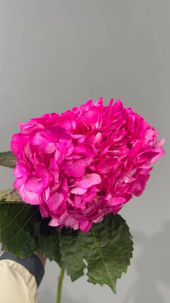Гортензия tinted Hot Pink Колумбия S^J