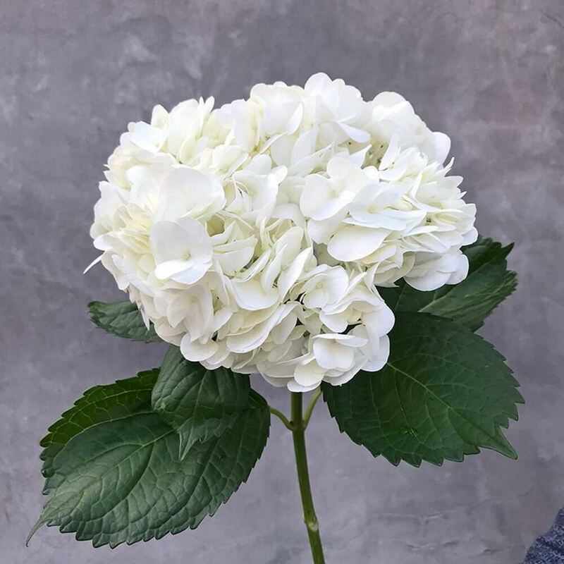 Гортензия White диаметр 25+ Колумбия (1 шт)