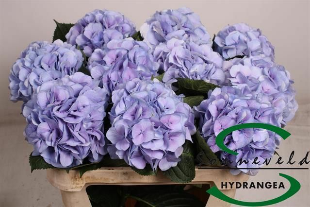 Готензия Роял Суприм 80 см Голландия