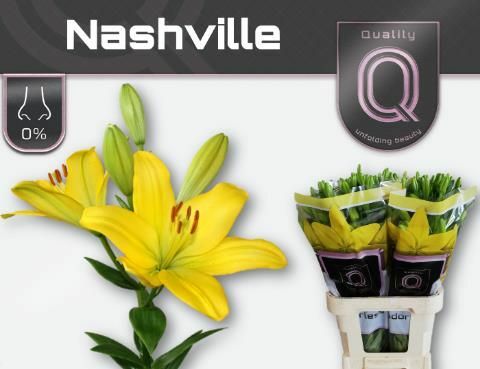 Лилия Nashville Голландия
